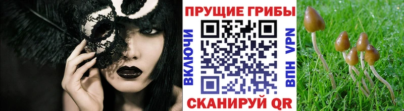 наркошоп  Поворино  Псилоцибиновые грибы Psilocybe 